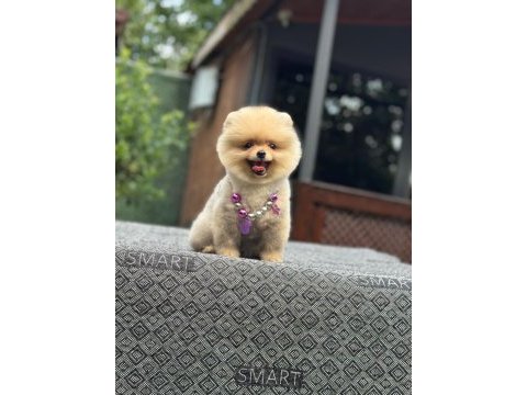 Sağlık ve ırk garantili pomeranian köpeğimiz