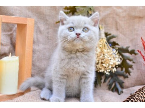 Sütlü kahveniz lilac british shorthair 