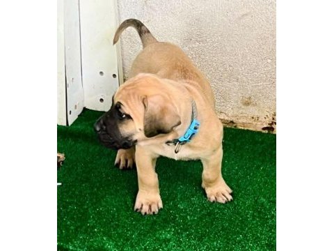 Presa canario köpeğimiz
