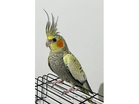 Kur ötüşü yapan dişi pearl sultan papağanı