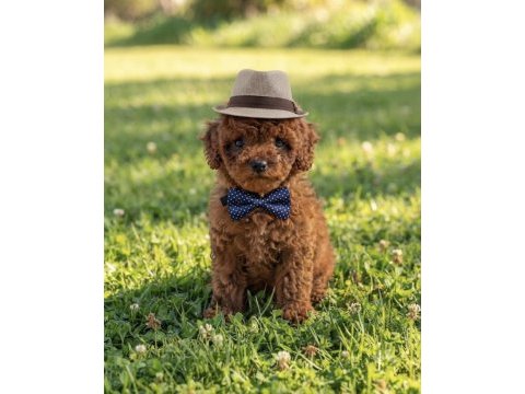 Toy poodle kore kan