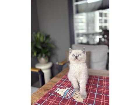 Brıtısh shorthair blue poğnt y
