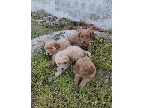 Kilo ve boy garantili maltipoo yavrular istanbul