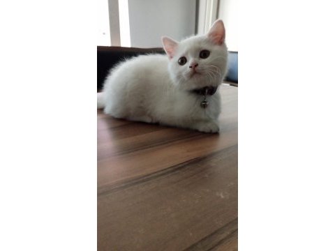 Sahiplendirme british shorthair