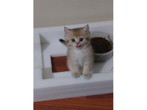 Oyuncu safkan british şecereli anne baba