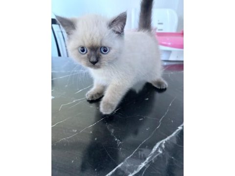 Blue point 2 aylık british shorthair