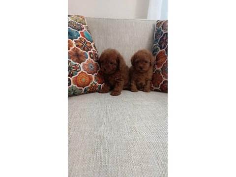 Poodle erkek dişi bebekler