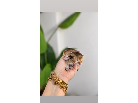 British longhair erkek yavrular
