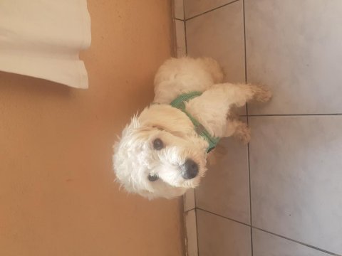 Maltipoo 7 aylık