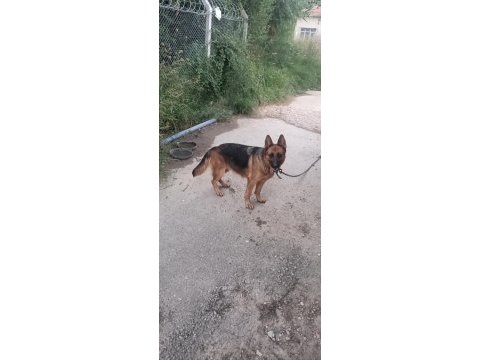 3 yaşında dişi alman kurdu sahiplendirilecektir