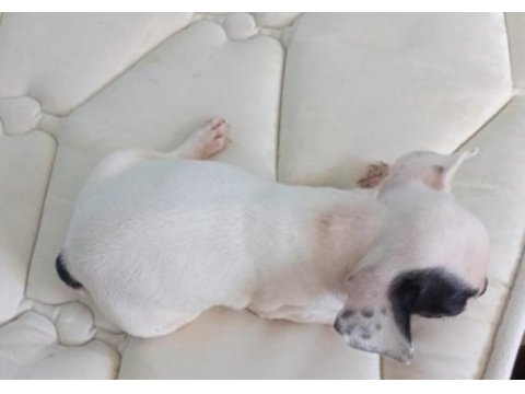 Uygun ve kaliteli yavrular french bulldog