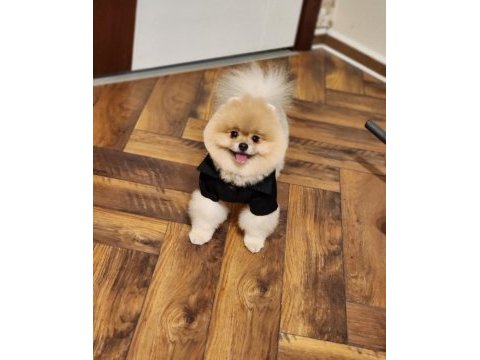 Efsane eğitimli tam ayı surat erkek pomeranian