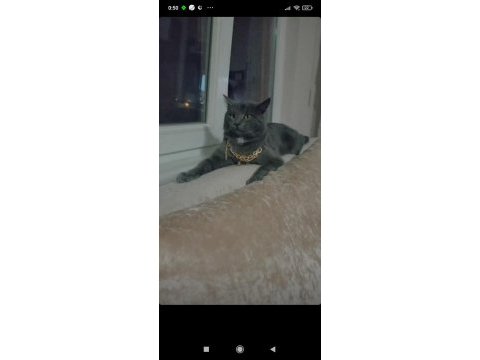 British shorthair kedimize acil yuva