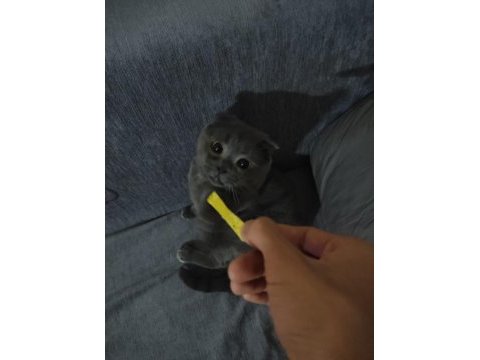Scottish fold kedime dişi eş arıyorum