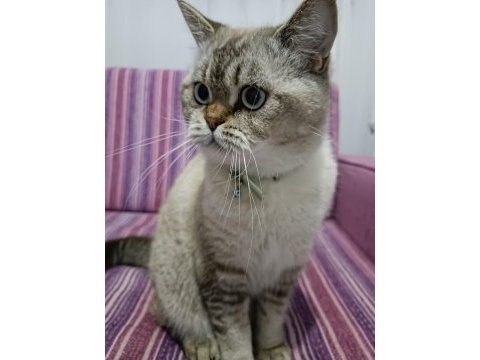 11 aylık erkek british shorthair