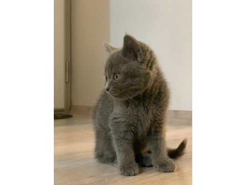 British shorthair kedi yavrusu