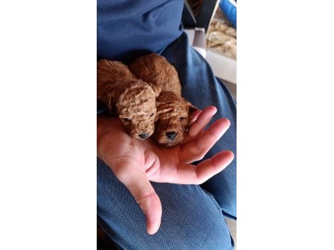 Erkek - dişi toy poodle yavrular yeni ailesini arıyor