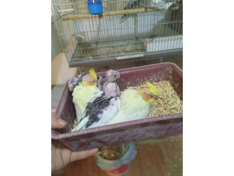 Sultan papağanı yavrularımız