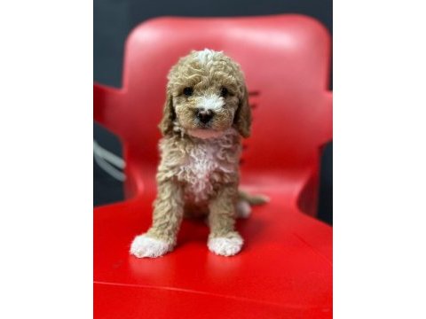 Poodle kalıtesınde safkan maltipoo