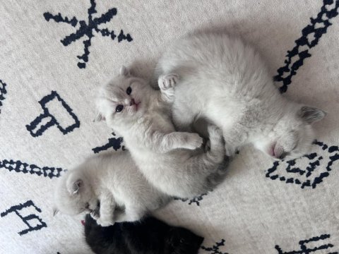 Scottish fold yavrularımız yeni yuva arıyor!