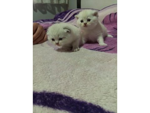 Scottish fold 2 aylık yavrular