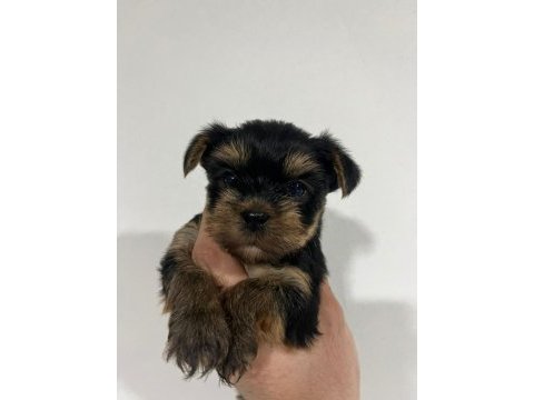 Dişi ve erkek original teacup yorkie yavrular