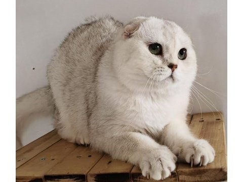 Scottish fold shorthair ns11 erkek