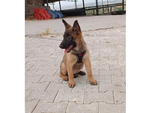 Belçika kurdu yavrular