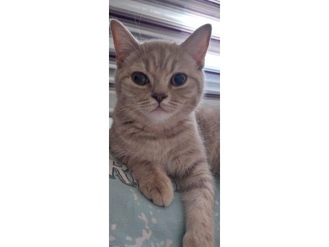 British shorthair kedimiz