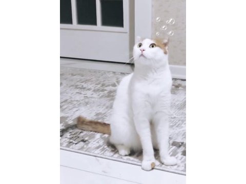 Scottish fold van mix beyaz turuncu