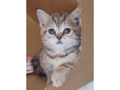 Alanya scottish fold ve straight beyaz gri erkek yavrular