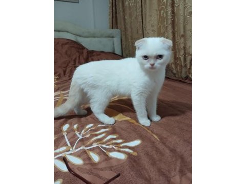Scottish fold, british dişi erkek safkan yavrular