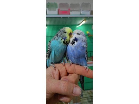 Jumbo muhabbet kuşu yavrular