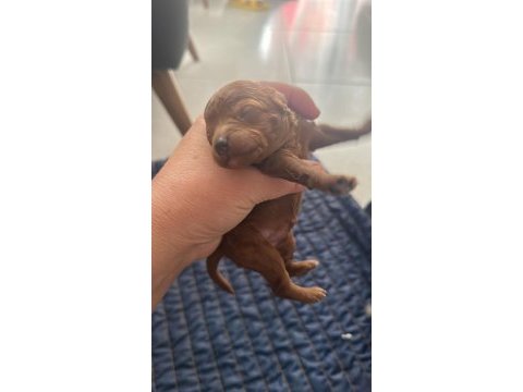 Yavru toy poodle