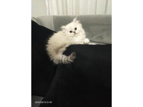 British longhair arayanlara