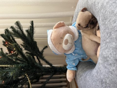 Pug yavru köpeklerim
