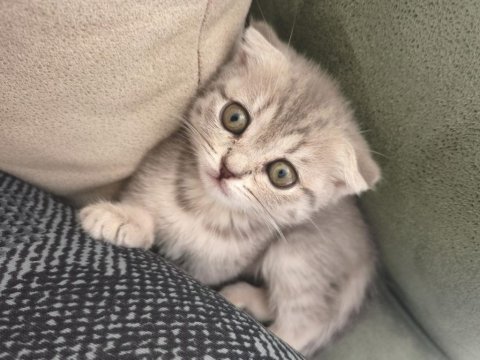 Ayıcık suratlı scottish fold yavrumuz sahibini bekliyor