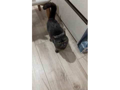 Kedimiz lia için iyi bir yuva arıyorum