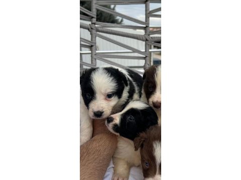 Border collie yavrularımız teslime hazır