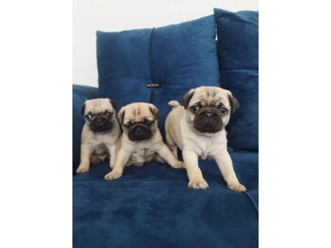 Pug mops yavrularımız