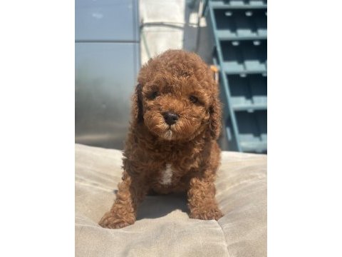 Red brown toy boy poodle kızımız