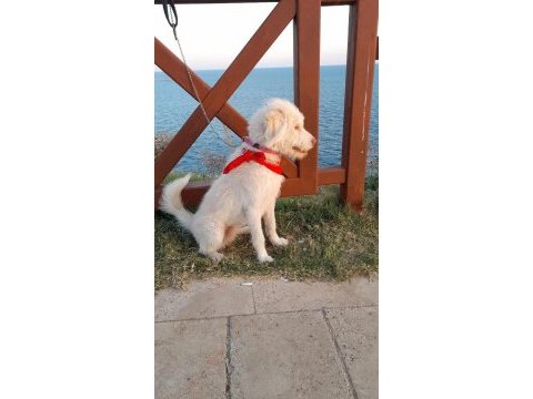 3 numara terrier ücretsiz sahiplendirme