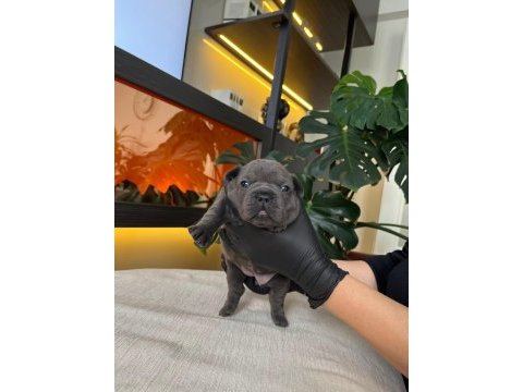 Rengarenk french bulldog yavrularım rezerveye açık