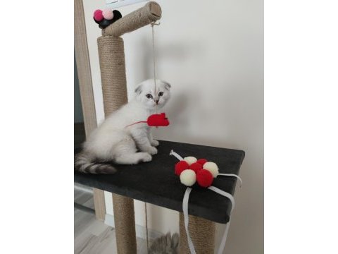 2 aylık erkek yavru scottish fold