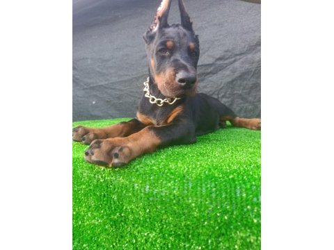 Anneden babadan üst düzey doberman