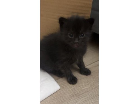 15 günlük yavru kedimiz