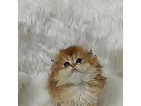 Safkan scottish fold longhair dişi yavru