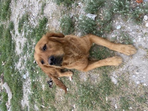 Acil sahiplenme golden retriever