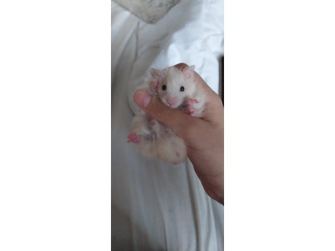 Saf teddy yavru hamster (açıklama)