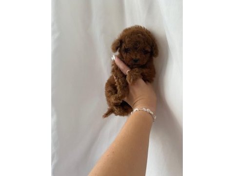 Teacup red brown dişi toy poodle